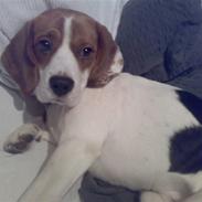 Beagle Ronaldo