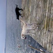 Labrador retriever nana & coco