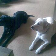 Labrador retriever nana & coco