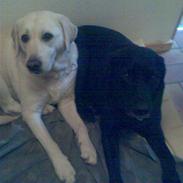 Labrador retriever nana & coco