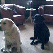 Labrador retriever nana & coco