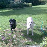 Labrador retriever nana & coco