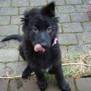 Blanding af racer Bella