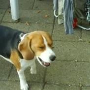 Beagle laica    R.I.P 