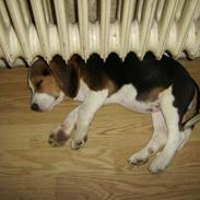 Beagle laica    R.I.P 