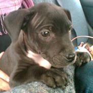 Blanding af racer Cleo