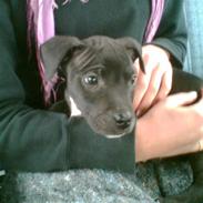 Blanding af racer Cleo