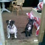 Blanding af racer Cleo