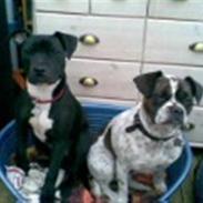 Blanding af racer Cleo