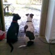 Blanding af racer Cleo