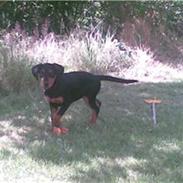 Dobermann Bonnie