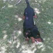 Dobermann Bonnie