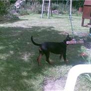 Dobermann Bonnie