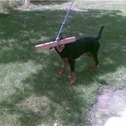 Dobermann Bonnie