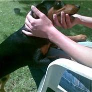 Dobermann Bonnie
