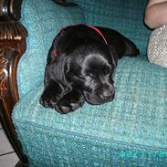 Blanding af racer Bamse R.I.P