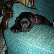 Blanding af racer Bamse R.I.P