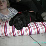 Blanding af racer Bamse R.I.P