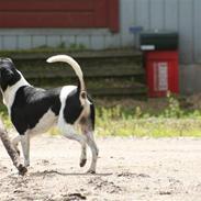 Dansk svensk gaardhund Jerry