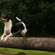 Dansk svensk gaardhund Jerry