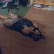 Blanding af racer NICO