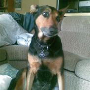 Blanding af racer NICO