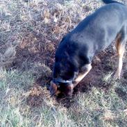 Blanding af racer NICO