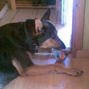 Blanding af racer NICO