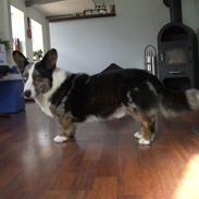 Welsh corgi cardigan Blåbær