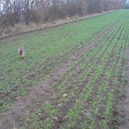 Blanding af racer Sif