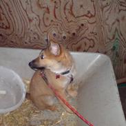 Blanding af racer Sif