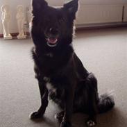 Blanding af racer Tøsen