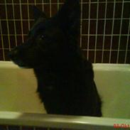 Blanding af racer Tøsen