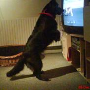 Blanding af racer Tøsen