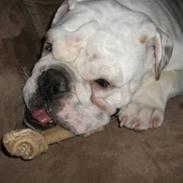 Engelsk bulldog Frank *R.i.p*