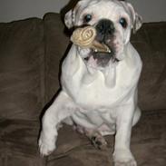 Engelsk bulldog Frank *R.i.p*