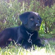 Labrador retriever Bamse <3 R.I.P 