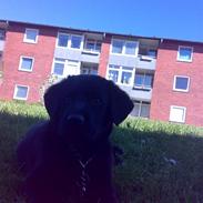 Labrador retriever Bamse <3 R.I.P 