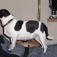 Dansk svensk gaardhund Lucky