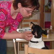 Dansk svensk gaardhund Lucky