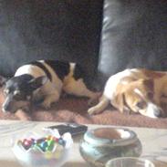 Dansk svensk gaardhund Lucky