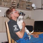 Dansk svensk gaardhund Lucky