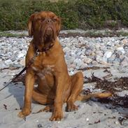Dogue de bordeaux Rynke