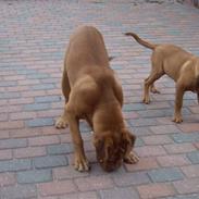 Dogue de bordeaux Rynke