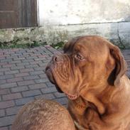 Dogue de bordeaux Rynke