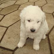 Kuvasz Luna