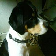 Glathåret foxterrier Futte<3.