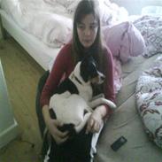 Glathåret foxterrier Futte<3.