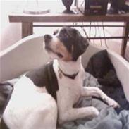 Glathåret foxterrier Futte<3.