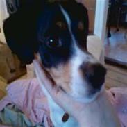 Glathåret foxterrier Futte<3.